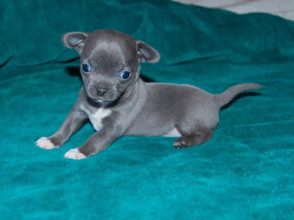 Стаффордширский бультерьер голубого окраса. Тайский риджбек голубой. Собака голубого окраса. Стаффордширский терьер серый с голубыми. Щенок голубого окраса.