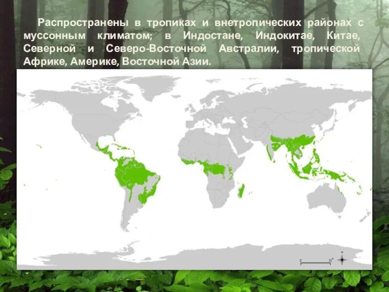 Переменно влажные леса температура января и июля. Переменно влажные леса температура января и июля