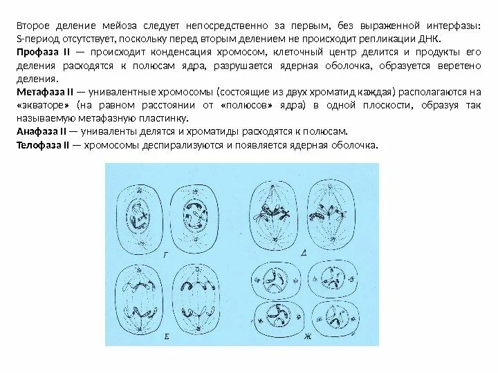 Телофаза второго деления мейоза. Конденсация хромосом в мейозе. Анафаза второго деления мейоза. Начало конденсации хромосом в мейозе.