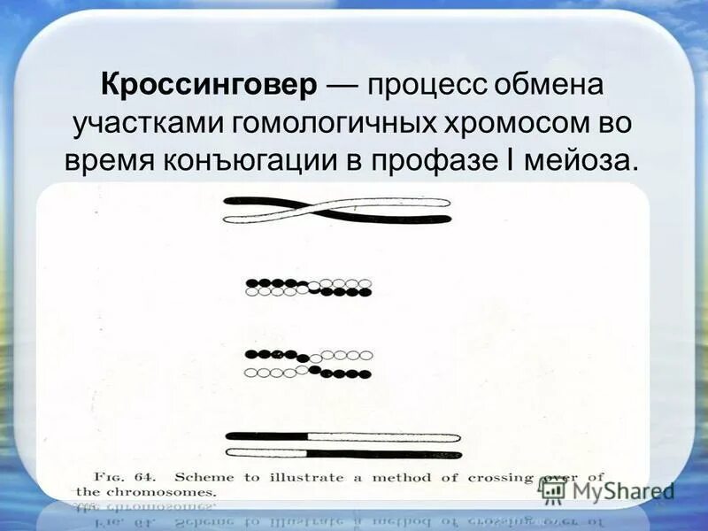 Конъюгация и кроссинговер в клетках животных происходят. Процесс кроссинговера. Кроссинговер процесс обмена участков гомологичных хромосом во время. Механизм кроссинговера. Кросинго вер.