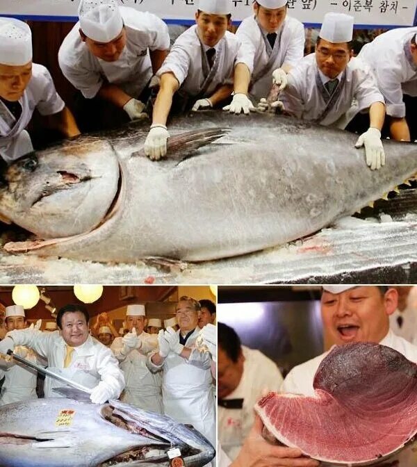 Самая дорогая рыба. 222 кг. Насвай покет к. 222 кг. Bluefin рыба.