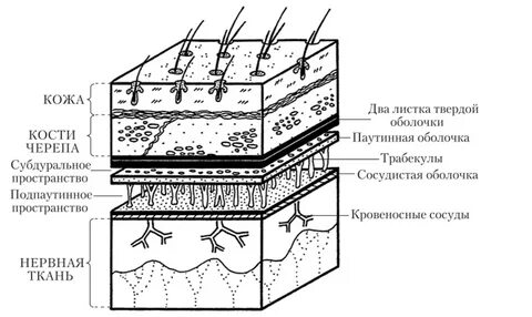 Оболочки нервной системы