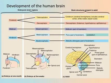 Human capability
