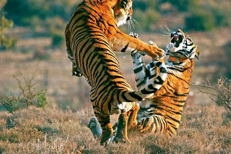 Схватка тигров. Тигры дерутся. Тигр драка. Битва тигров. Тигрица дерется.