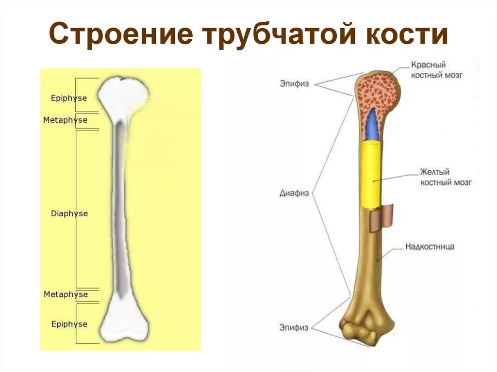 Плотный отметить. Строение длинной трубчатой кости. Внешнее строение трубчатой кости. Строение длинной трубчатой кости рисунок. Отделы трубчатых костей схема.