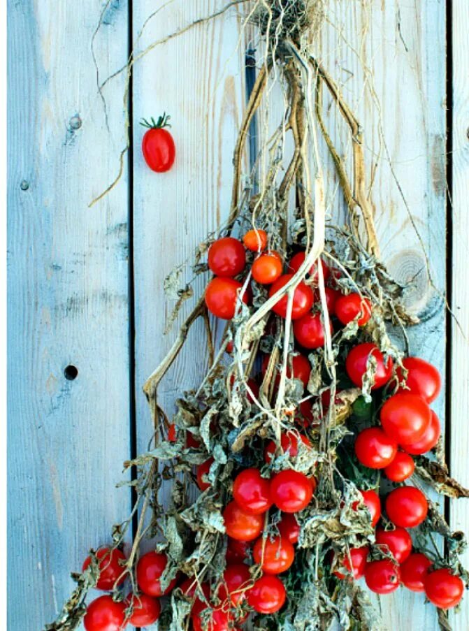 Хранение помидоров в домашних условиях. Куст томата. Подвешенные помидоры. Помидоры на ветке. Хранение томатов.