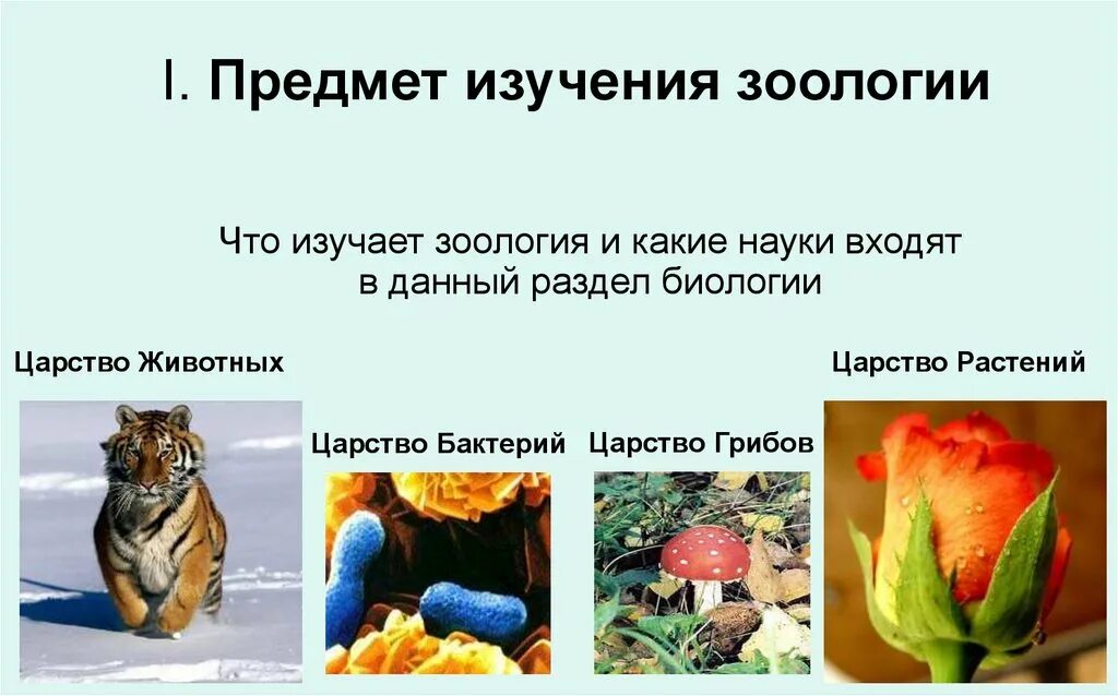 Наука которая изучает животных. Предмет изучения зоологии. Каких животных изучает Зоология. Зоология это кратко. Зоология объект изучения.