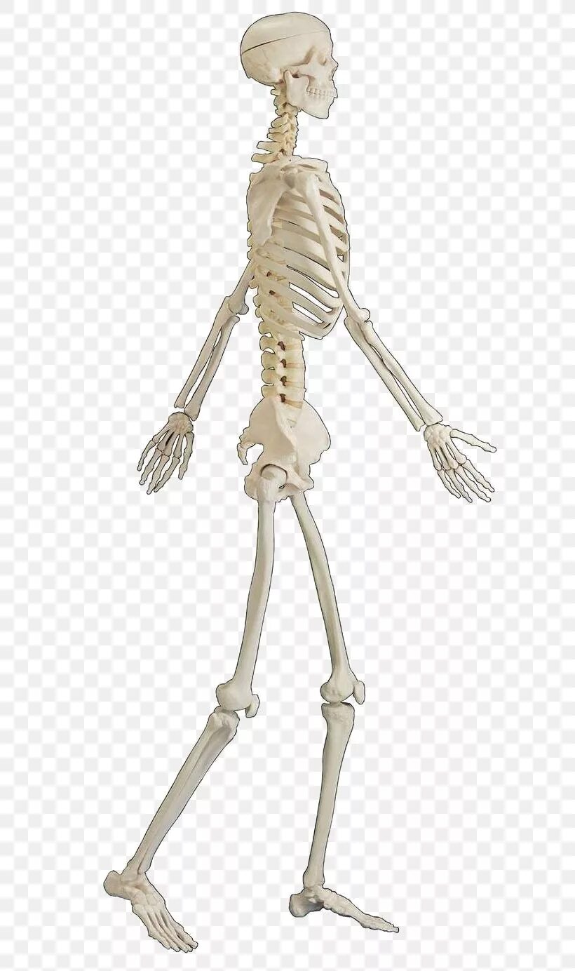 Человеческий скелет. Кости человека. Настоящий человеческий скелет. Человечий скелет.