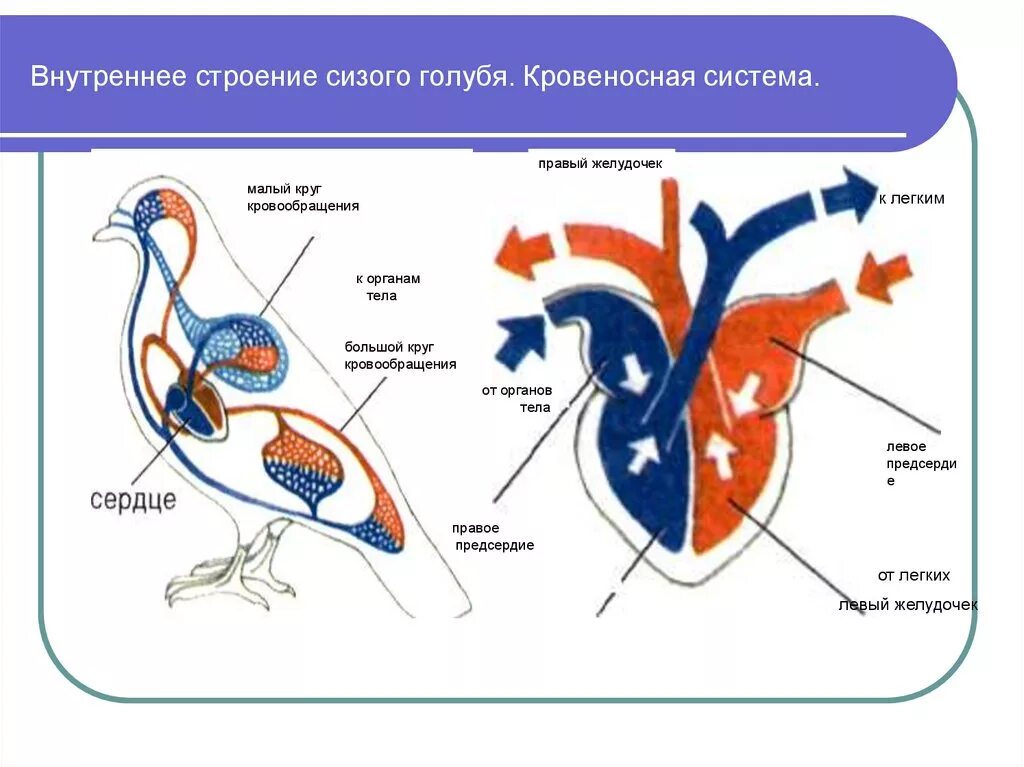 Внутреннее строение сизого голубя кровеносная система. Строение кровеносной системы голубя. Кровеносная система птиц схема сердце. Строение кровеносной системы сизого голубя. Органы кровообращения у птиц