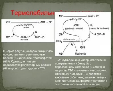 Холера патогенез