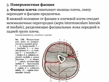 Переднее ложе плеча