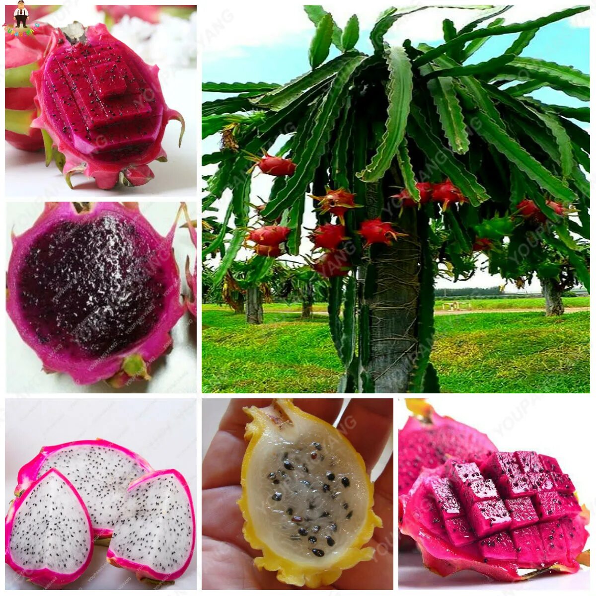 White, yellow or pink fruit candy? I love pink, so I pick the pink . Dragon frui