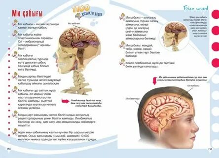 Әртүрлі позицияларда жыныстық қатынасқа түсу ауырады