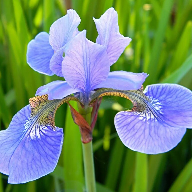 ирис vapor. ирис блю ривер. ирис цветок. ирис должности. ирис монтевидео.