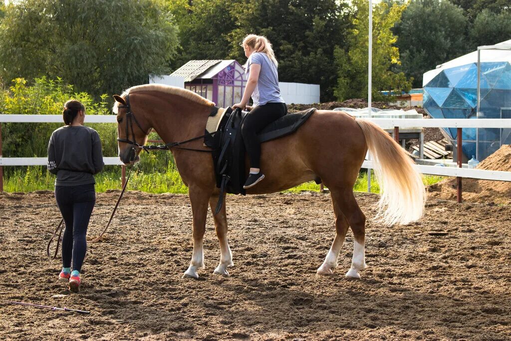 лошадь в центре москвы. кск лосиный остров. лошадь центр. конюшня в центре москвы. лошадь центр.