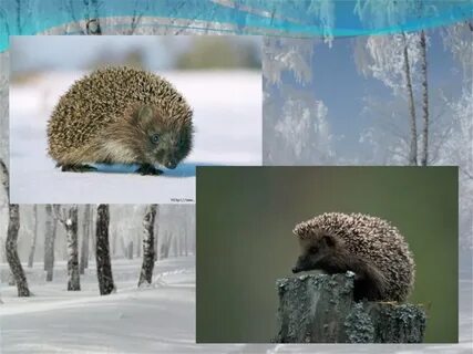 Жизнь животных зимой и осенью 2 класс