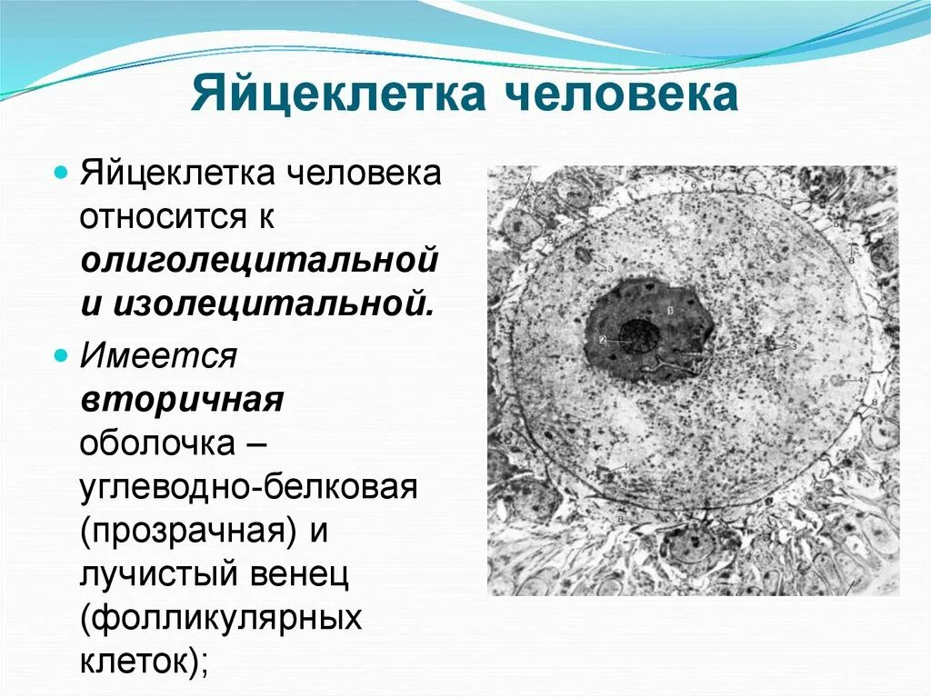 Размер яйцеклетки рыбы. Лучистый венец ооцита. Ультраструктура изолецитальной яйцеклетки. Яйцеклетка человека. Строение яйцеклетки.