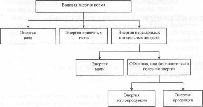 Валовая энергия. Валовая энергия корма схема. Схема баланса энергии в организме животных. Валовая и обменная энергия корма. Схема баланса энергии кормов животных.