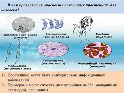 Трипаносома лейшмания лямблия