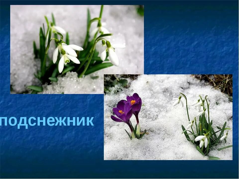 растение весной раннецветущие растения. раннецветущие растения весной 2. растения для дошкольников. пробуждение природы весной. жизнь растений весной 2 класс окружающий мир.