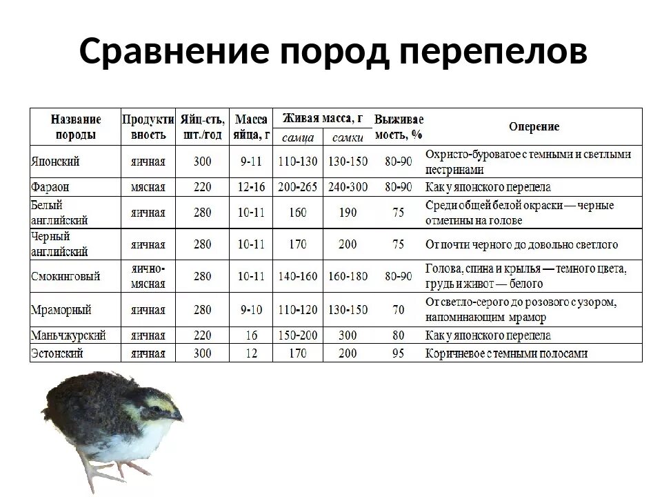 Сколько живут перепела. Характеристики пород перепелов таблица. Яйценоскость перепелов по породам таблица. Породы перепелов мясо яичных таблица. Таблица мясных пород перепелов.