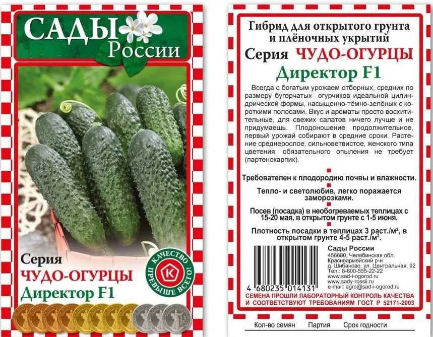 Огурец описание сорта фото отзывы. Огурец партенокарпический директор f1. Партнер огурец директор f1. Огурец директор f1 Семко. Огурцы президент f1.