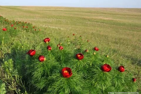 Лазоревый цветок
