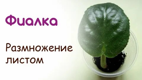 Как правильно посадить фиалку листочком в горшок