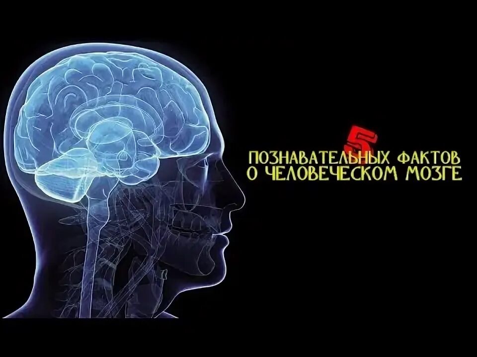 Интересные факты о мозге. Факты о человеческом мозге. Факты о головном мозге. Презентация на тему интересные факты о человеческом мозге.