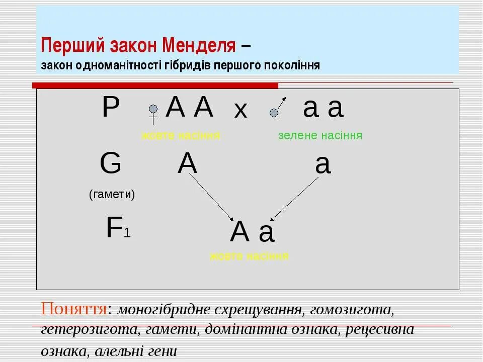 Перший закон Менделя. Первый закон Менделя схема. 1 Закон Менделя. Законы Менделя 1 2 3 кратко. Первый закон менделя доминирование