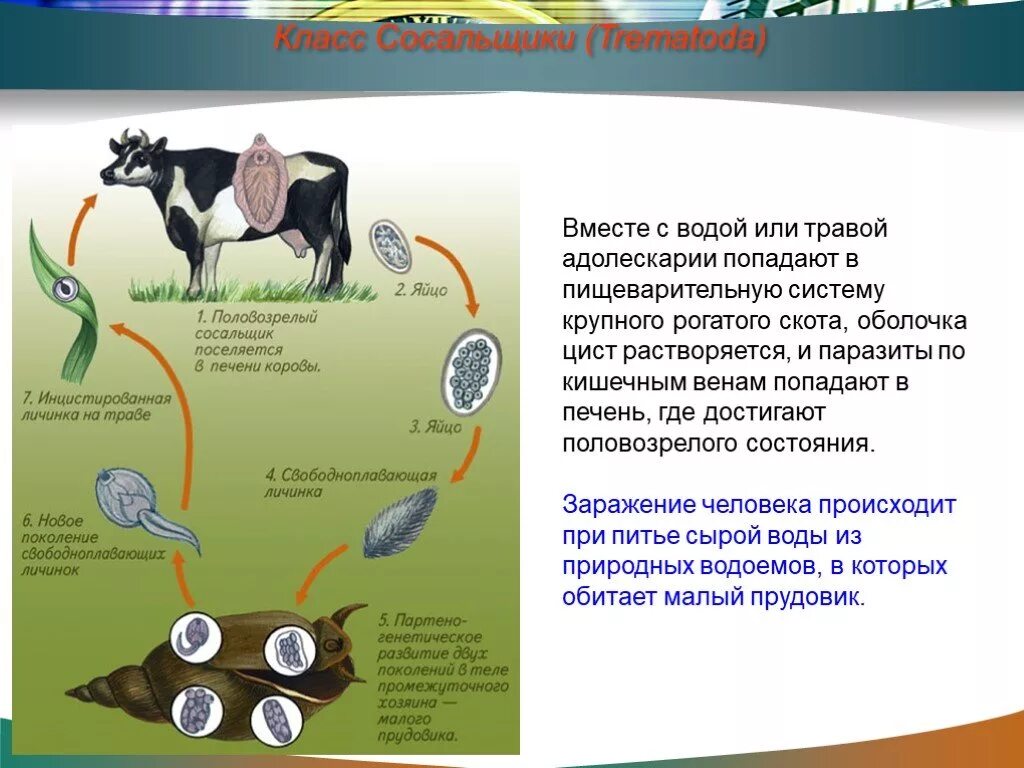 Цикл жизни печеночного сосальщика. Жизненный цикл печеночного сосальщика. Спороциста печеночного сосальщика. Цикл развития печеночного сосальщика биология. Прудовик промежуточный хозяин сосальщика