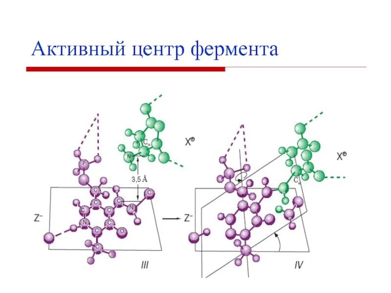 Состав активного центра фермента. Активный центр амилазы. Характеристика активного центра ферментов. Ферменты химия кратко.