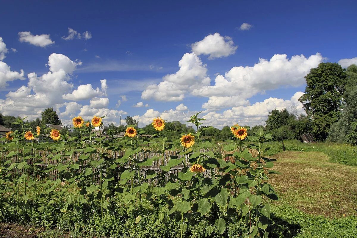 село подсолнух. село подсолнух. подсолнуховое поле алтайский край. изгородь с подсолнухами. деревня лето подсолнухи.
