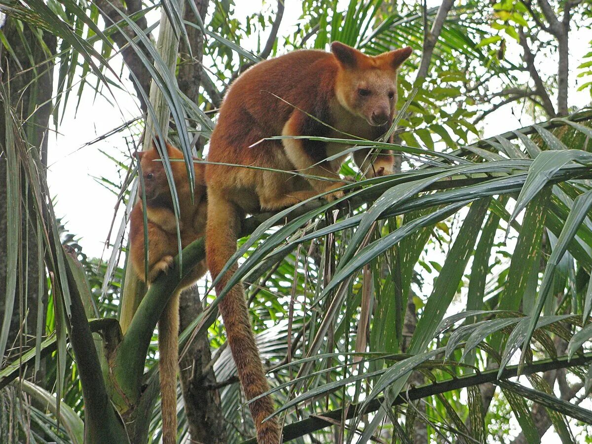 Древесный кенгуру валлаби. Древесный кенгуру Гудфеллоу. Древесный кенгуру в Австралии. Папуасский древесный кенгуру.