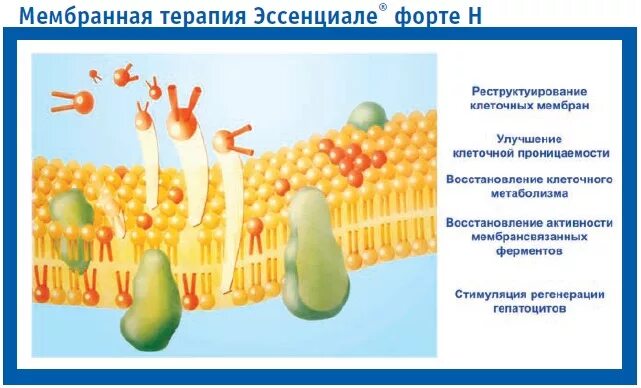 Фосфолипиды влияют на. Эссенциале н механизм действия. эссенциале форте н механизм действия. эссенциале механизм действия фармакология. фосфолипиды для печени.