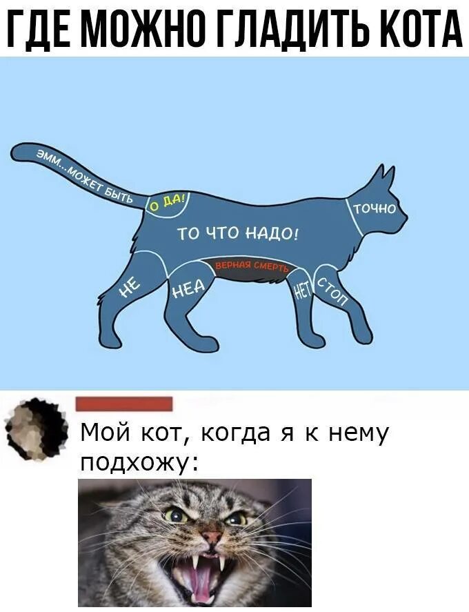 Каким может быть кот. Где+можнотгладить+кота. погладьте кота. где можно гладить котов. как гладить кошку.