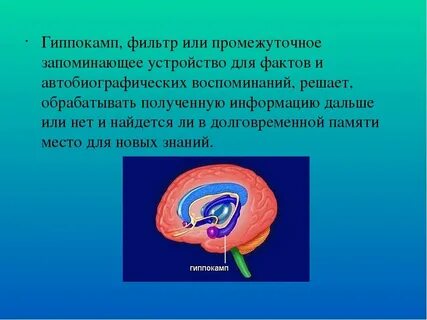 Гиппокамп