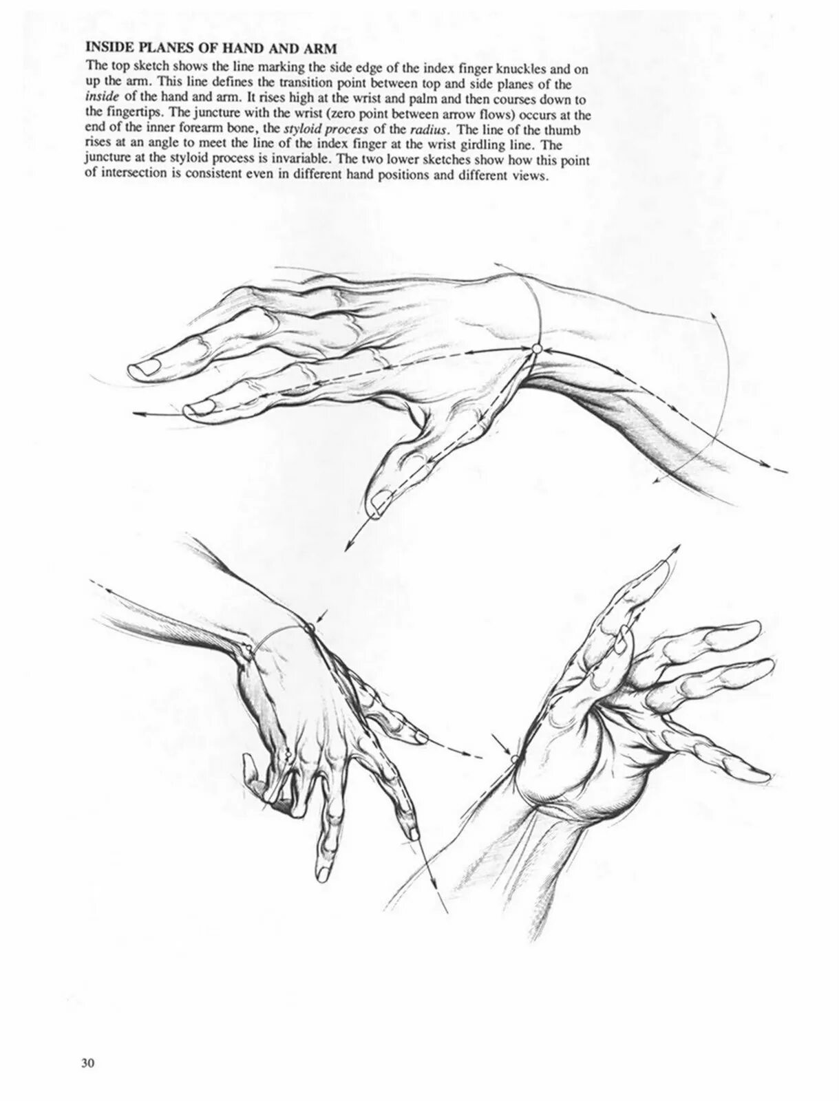 Строение руки рисунок. Берн Хогарт анатомия руки. Бёрн Хогарт кисти. Анатомия руки для художников начинающих. Скетчи рук.