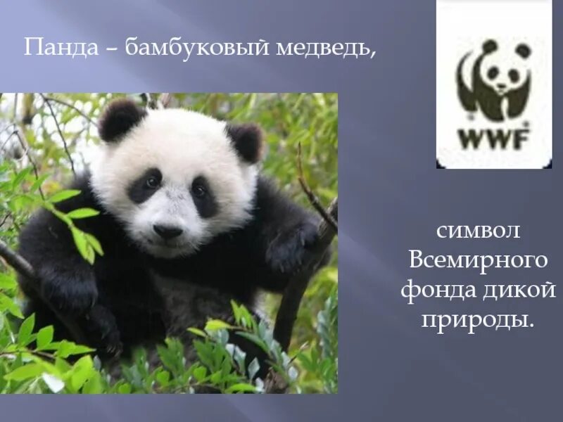 Какой зверь является символом