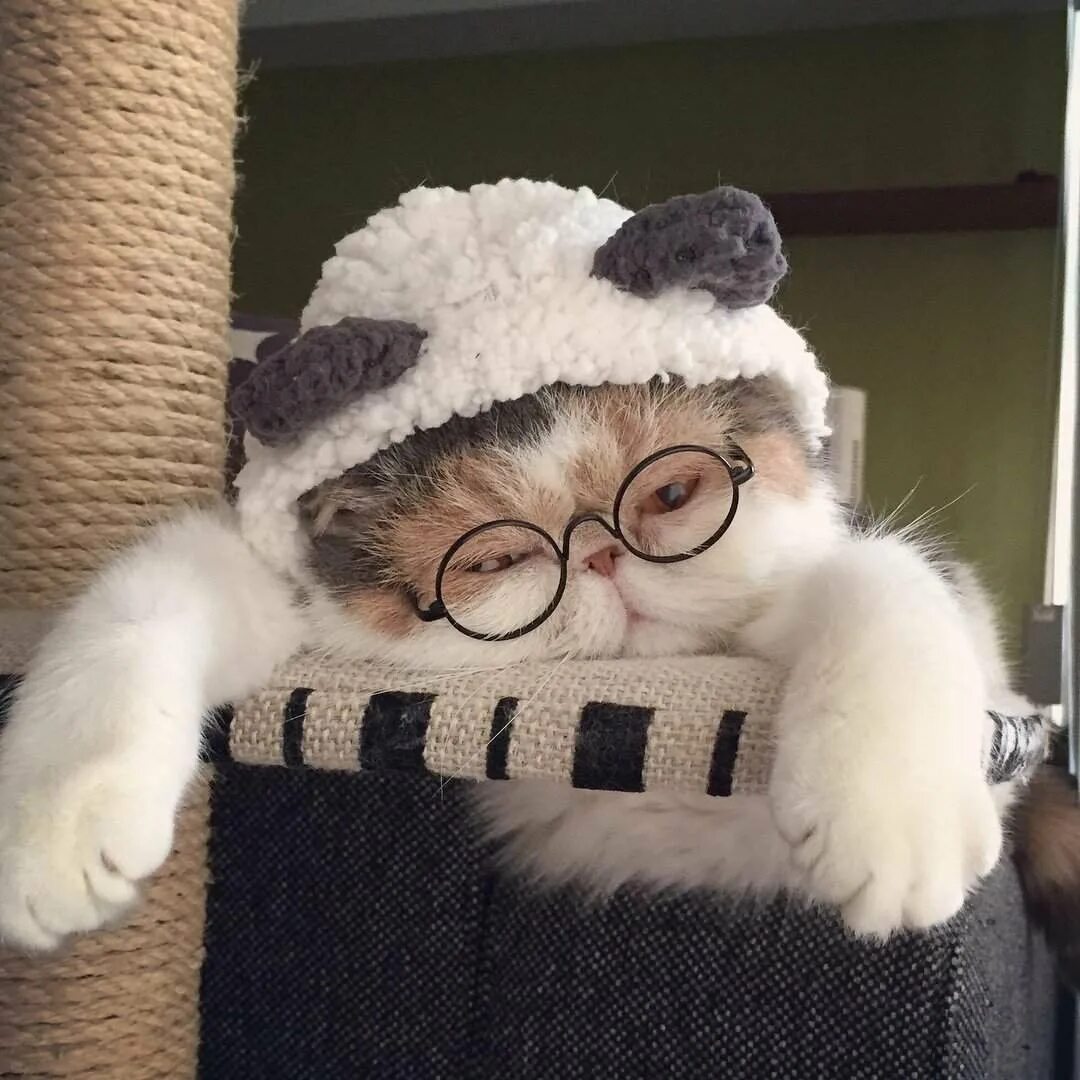 Эстетика котики на аву. Кот в шапке. Кот в очках. Кот в очках и шапке. Милые коты в шапочках.