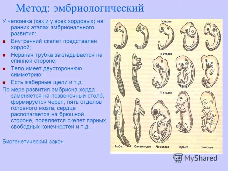 У представителей какого класса развитие зародыша. Стадии развития зародыша позвоночных. Ранние этапы развития зародышей позвоночных. Стадии развития зародыша позвоночных животных. Стадии развития эмбриона хордовых.