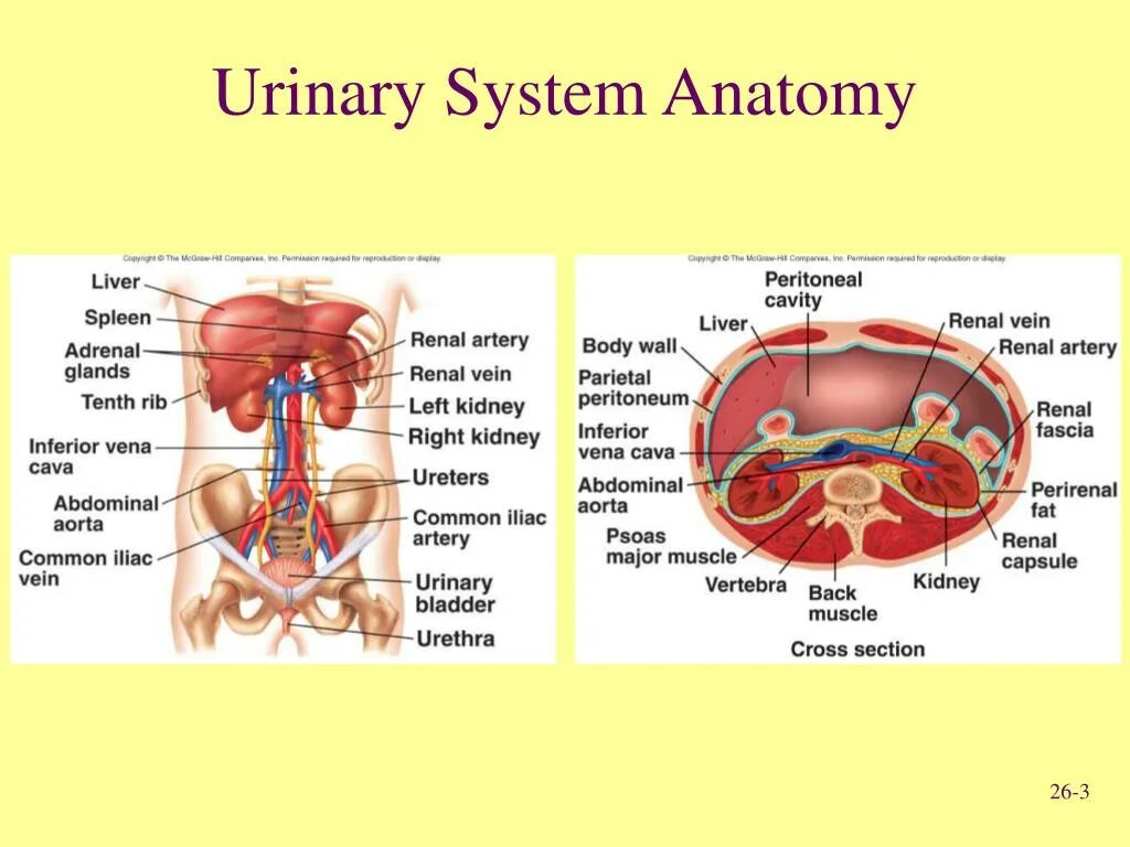 Urinary system. Urinary System Anatomy. Urinary System Anatomy 10 класс. Лекция по мочевой системе анатомия. Urinary Organs.