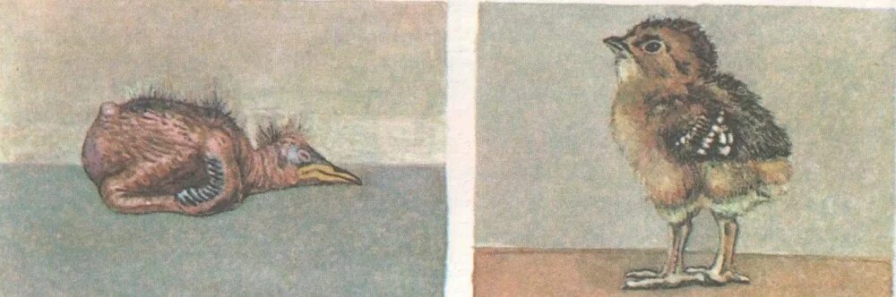 Типы птенцов. Птенцы выводковые и гнездовые. типы птиц, гнездовые и выводковые птенцы. птенец гнездовой птицы и птенец выводковой птицы. гнездовые и выводковые птенцы воробья.
