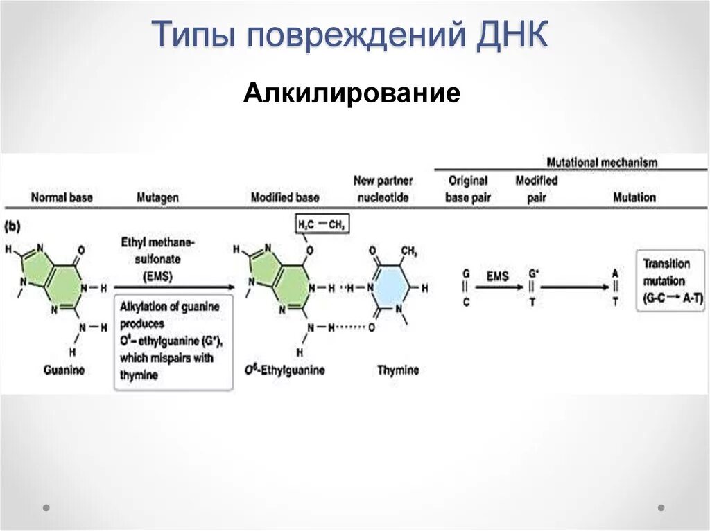 Алкилирование ДНК. Типы повреждений ДНК. Алкилирование оснований в ДНК. Основные типы повреждения ДНК.