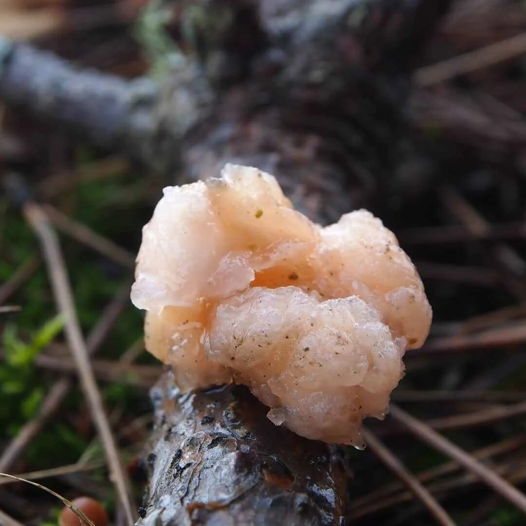 Дрожалка оранжевая съедобный гриб. Дрожалка оранжевая (Tremella mesenterica). Тремелла фукусовидная. Гриб тремелла фукусовидная.