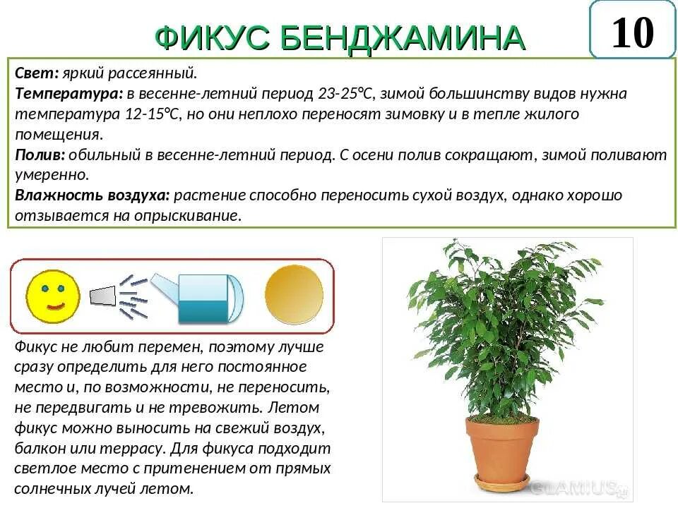 Что обозначает фикус. Комнатные растения фикус бенджамина. фикус бенджамина размножение.