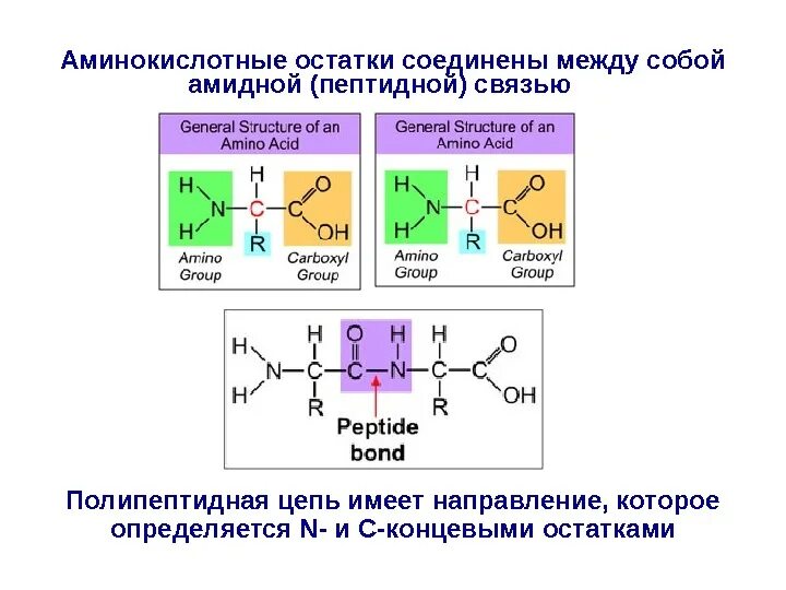 Связаны пептидными связями. Структурная организация белка пептидная. Аминокислотные остатки. Аминокислоты соединяются между собой связью. Аминокислотный остаток.