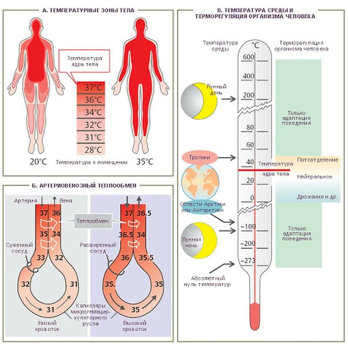 Уровни повышения температуры тела. Границы температуры тела человека. Максимальная температура человеческого тела. Регуляция температуры тела человека. Холодная кожа при температуре