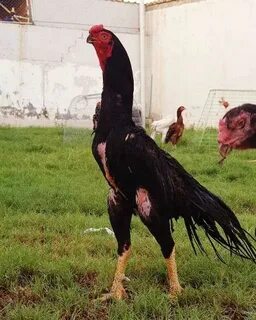 Natasha Koroleva orgazmga ega edi.