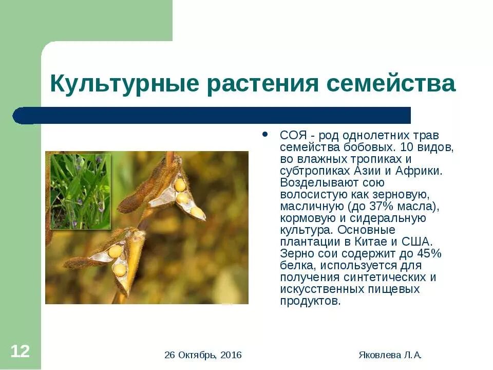 Семейство бобовые презентация. Горох посевной схема. Род горох. Семейство бобовые. Донник белый мотыльковые.